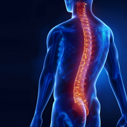 A blue 3D, see-through visual of a human. The spine is colored red.